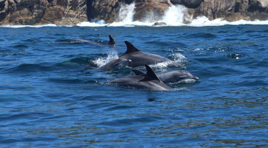 Delfín proyecto VIRADA